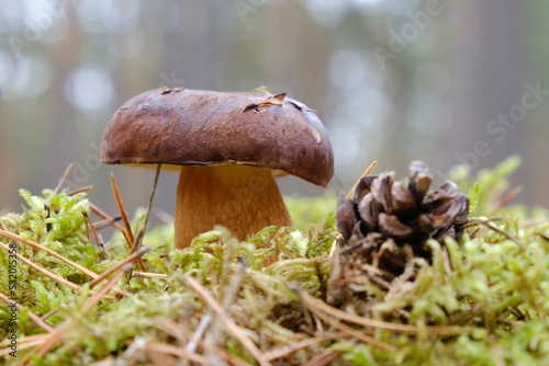 Wet from the rain, growing in moss, mushroom Imleria badia, commonly known as the bay bolete - edible, very tasty mushroom. A pine cone is lying next to it. 