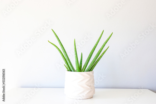 Aloe in white flowerpot on white furniture