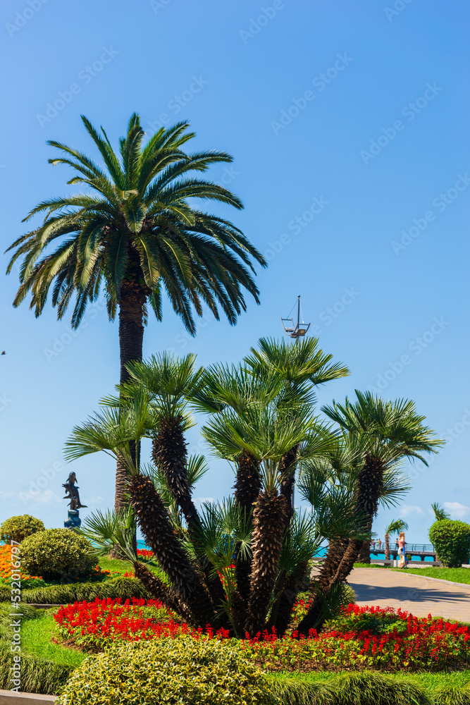 Palm trees and colorful flowerbeds in the park