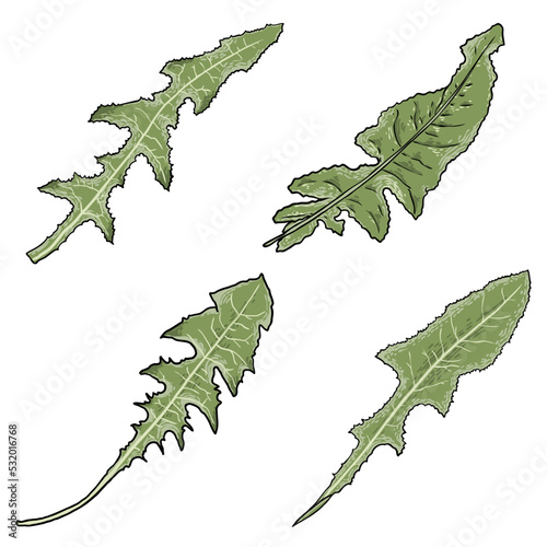 Set of Dandelion green leaf or Taraxacum, Perennial sow thistle leaves. Collection of Sonchus arvensis, the field milk thistle plant. Also called dindle or gutweed. Vector.