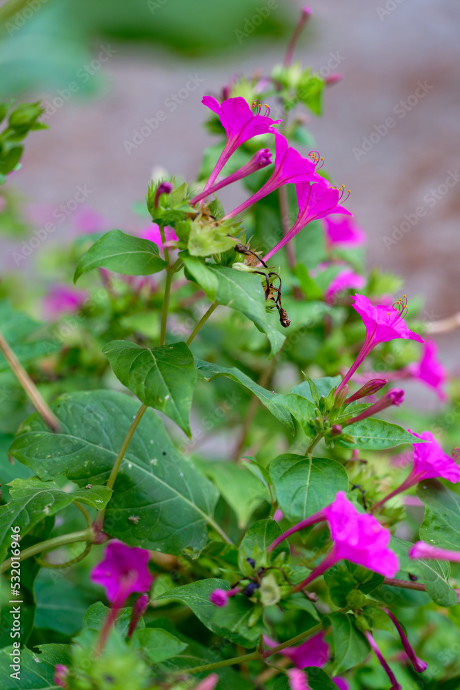 Mirabilis jalapa, the marvel of Peru or four o'clock flower, Jalapa (or Xalapa), continues to bloom, evening pleasure flowers. Plant used for medical purposes. Mirabilis jalapa, the marvel of Peru or four o'clock flower, Jalapa (or Xalapa), continues to bloom, evening pleasure flowers. Plant used for medical purposes.