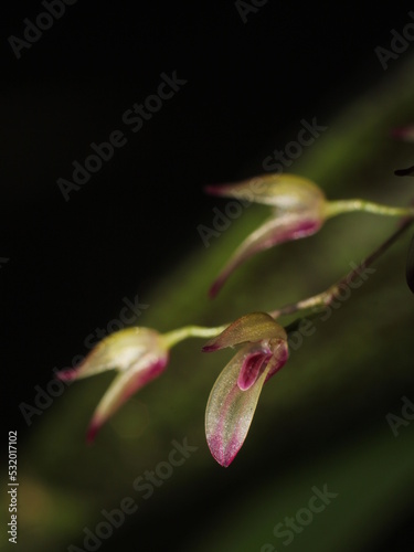 Flowers of miniature orchid Specklinia grobyi