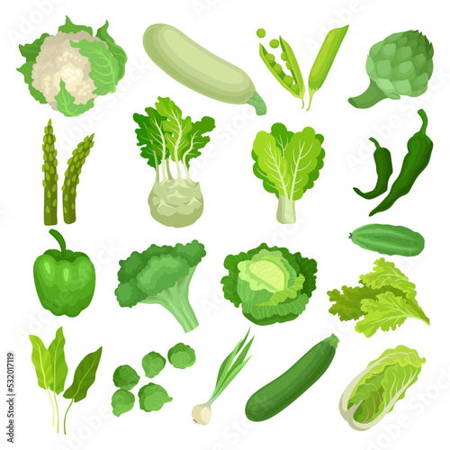Green Vegetables and Salad Leafs for Organic Culinary Big Vector Set