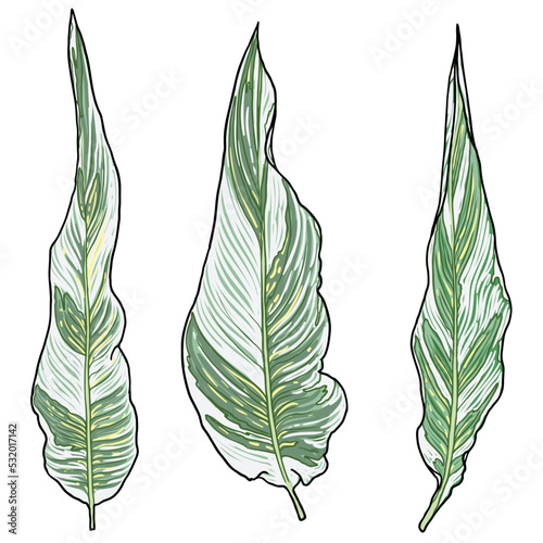 Set of Canna Lily Stuttgart leaf, green and white variegated foliage. Cultivar spikes of flowers apricot leaves. Canna Indica plant collection. Domesticated for gardens decorations. Vector.