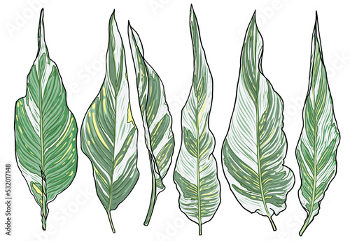 Set of Canna Lily Stuttgart leaf, green and white variegated foliage. Cultivar spikes of flowers apricot leaves. Canna Indica plant collection. Domesticated for gardens decorations. Vector.
