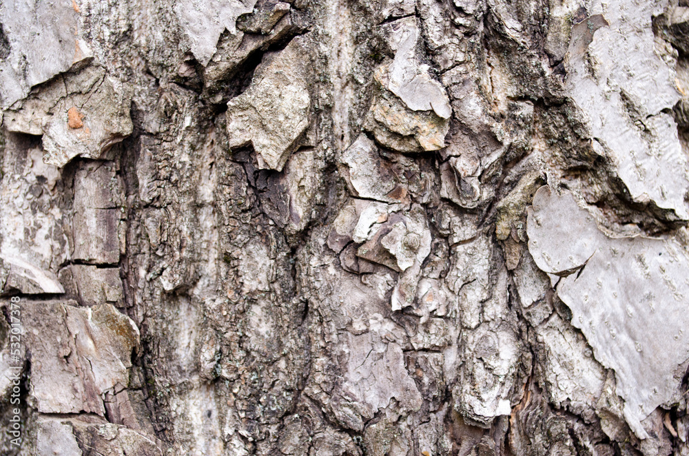 bark of a tree texture background bark of a tree texture background