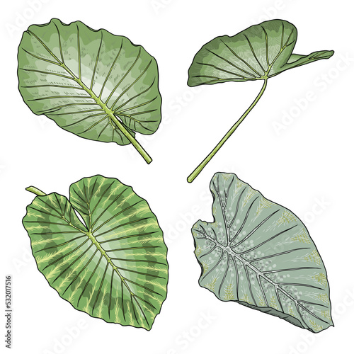 Green leaf of Elephant Ear or Giant Taro set, Alocasia odora species, tropical rainforest foliage garden plant lush. Floral nature green exotic leaves. Vector.