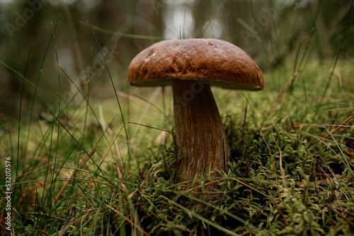 great close-up view on brown boletus mushroom in the green grass in the forest. Edible mushroom.