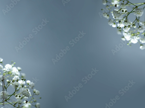 bouquet of gypsophila, white small flowers on a gray background, space for text,
