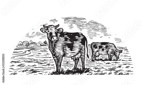 Hand drawn engraved picture of village landscape with cows in rural meadow. Scenic country view. Vintage rustic illustration