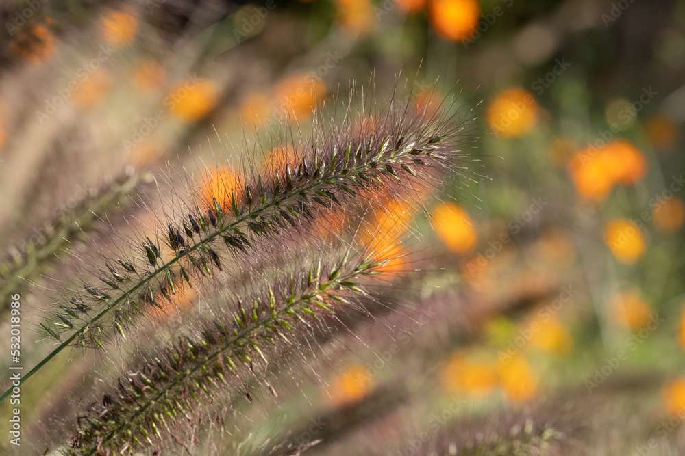 Ornamental Chinese fountain grass by name Pennisetum Alopecuroides Red Head, photographed in early autumn with a macro lens at RHS Wisley garden 
near Woking in Surrey UK. Orange geum flowers behind.