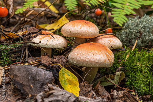 Four light orange mushrooms among moss and fallen leaves