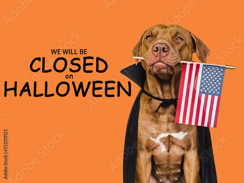Signboard with the inscription We will be closed on Halloween. Lovable brown dog and bright background. Close-up, indoors. Studio shot. Pet care concept