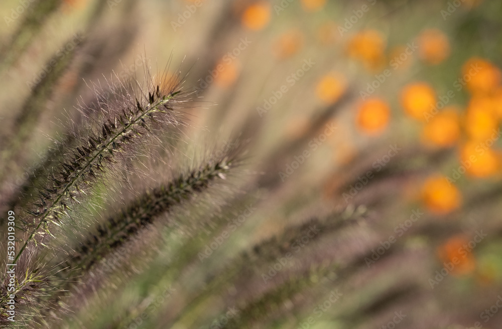 Ornamental Chinese fountain grass by name Pennisetum Alopecuroides Red Head, photographed in early autumn with a macro lens at RHS Wisley garden
near Woking in Surrey UK. Orange geum flowers behind. Ornamental Chinese fountain grass by name Pennisetum Alopecuroides Red Head, photographed in early autumn with a macro lens at RHS Wisley garden
near Woking in Surrey UK. Orange geum flowers behind.