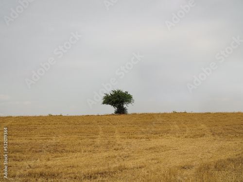 nature