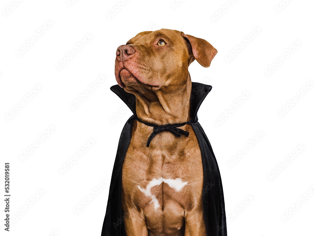 Charming, lovable brown dog and Count Dracula costume. Bright background. Close-up, indoors. Studio shot. Congratulations for family, relatives, loved ones, friends and colleagues. Pet care concept