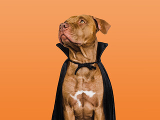 Charming, lovable brown dog and Count Dracula costume. Bright background. Close-up, indoors. Studio shot. Congratulations for family, relatives, loved ones, friends and colleagues. Pet care concept
