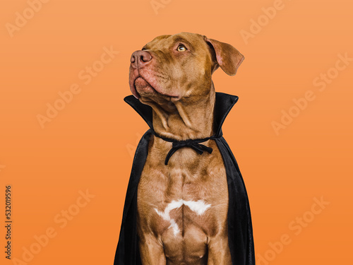 Foto Charming, lovable brown dog and Count Dracula costume
