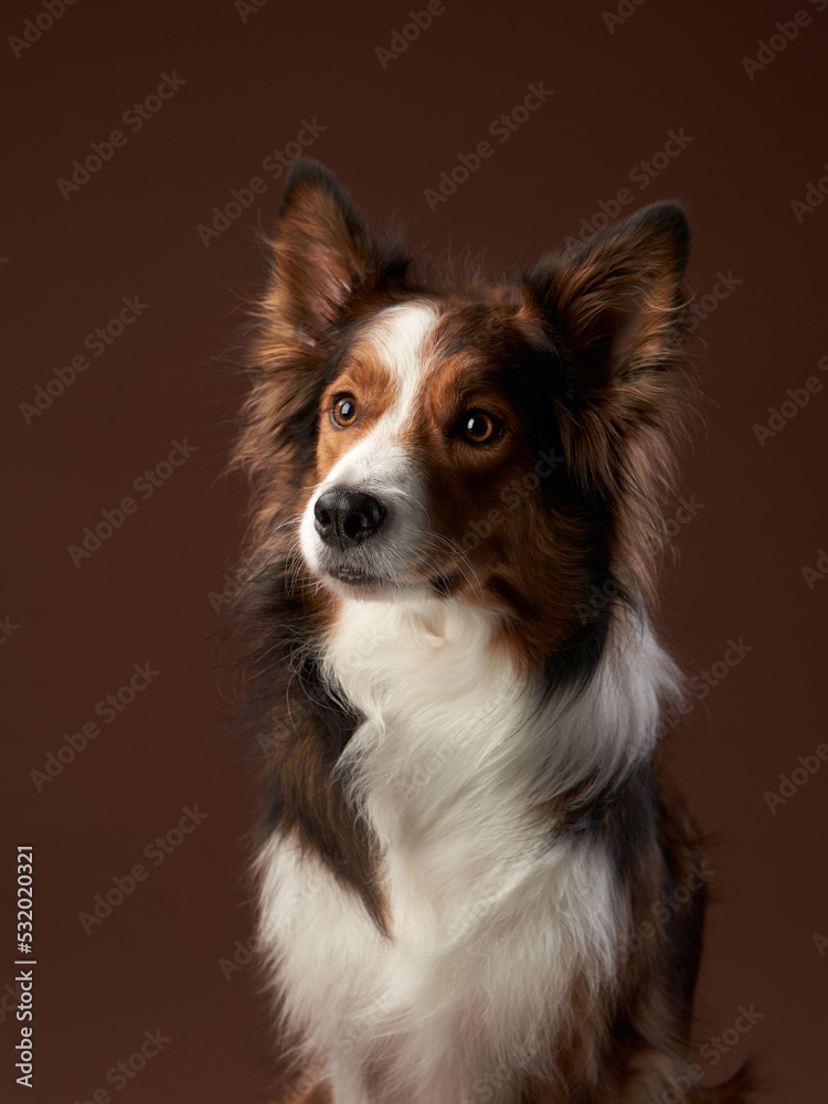 funny border collie on brown background. cool dog in photo studio funny border collie on brown background. cool dog in photo studio