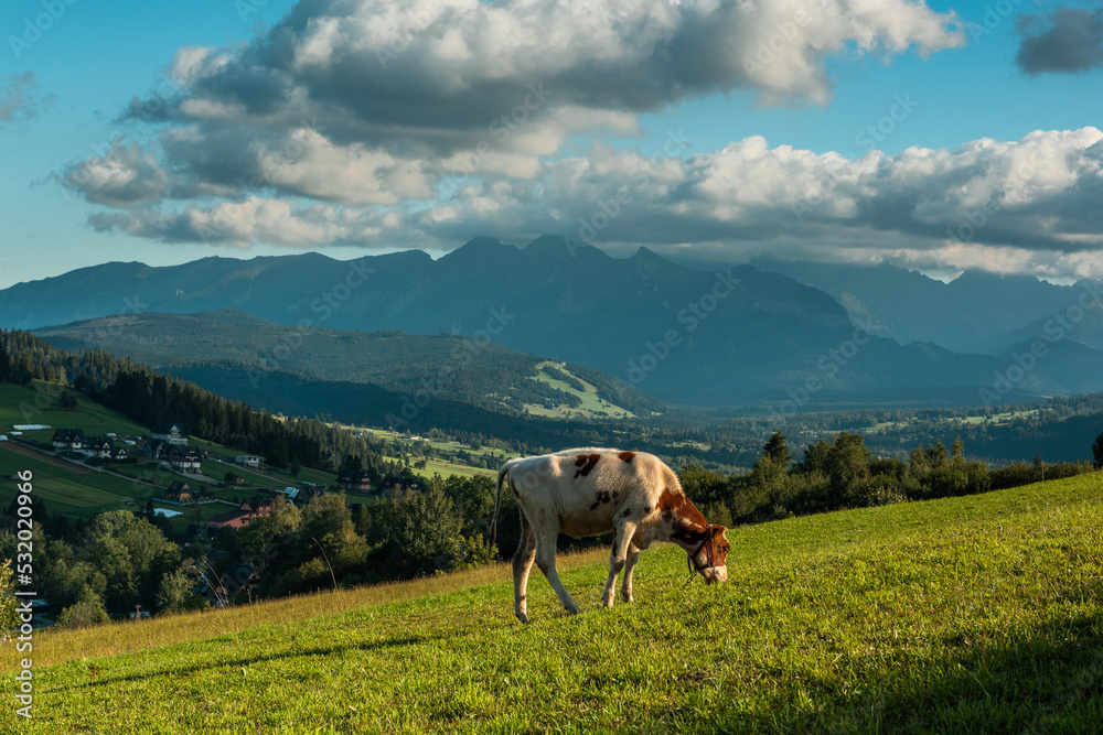 Cow grazing on meadow in Carpathian mountains in Poland