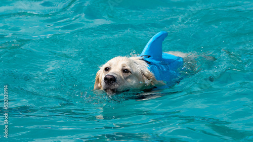 Dog in the water with a funny shark costume