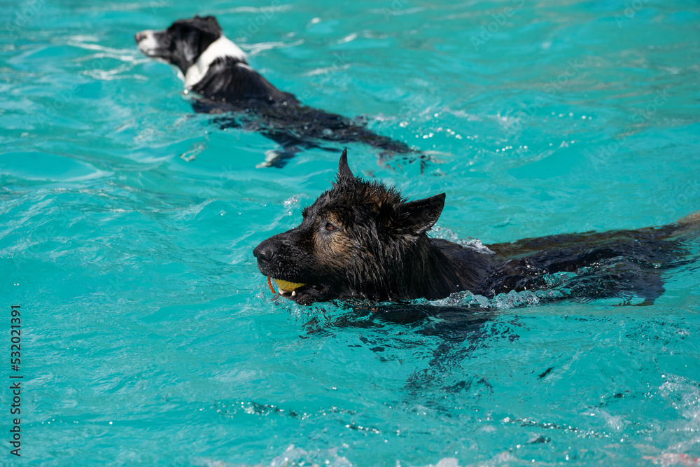 Obraz premium german shepherd dog swimming in the pool with a ball in his mouth. Happy dog in water. Happy Dog swimming