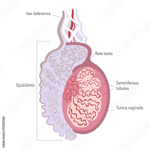 Fine structure of human testicle. Anatomy illustration of male gonad for atlas or infographics.