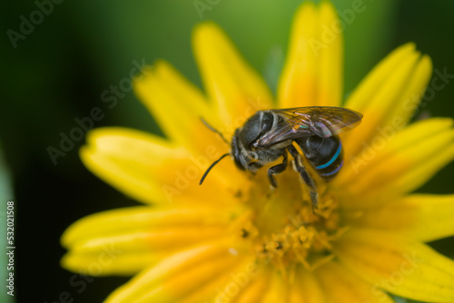 Bee on the yellow colored flower in the garden.