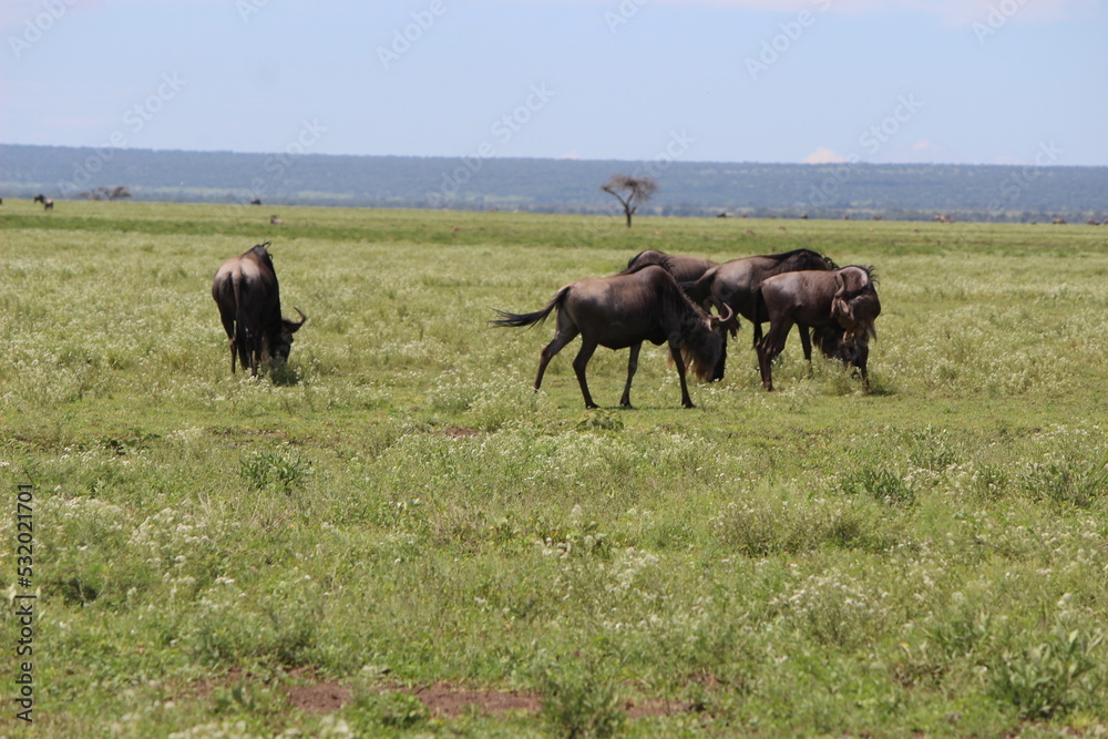 wildebeest in serengeti