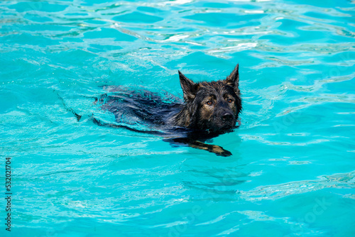 german shepherd dog swimming in the pool
