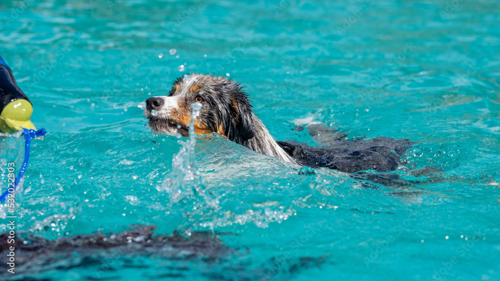 Fototapeta premium Border collie dog swimming in pool