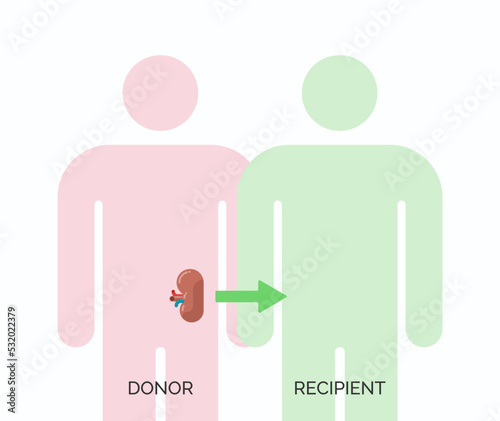 Human organ transplantation concept. Vector illustration of donor and recipient of kidney organ photo