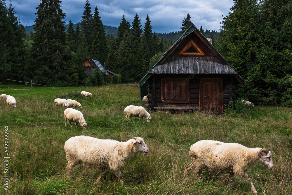 Traditional sheep grazing in Podhale, Tatra mountains in Poland Traditional sheep grazing in Podhale, Tatra mountains in Poland