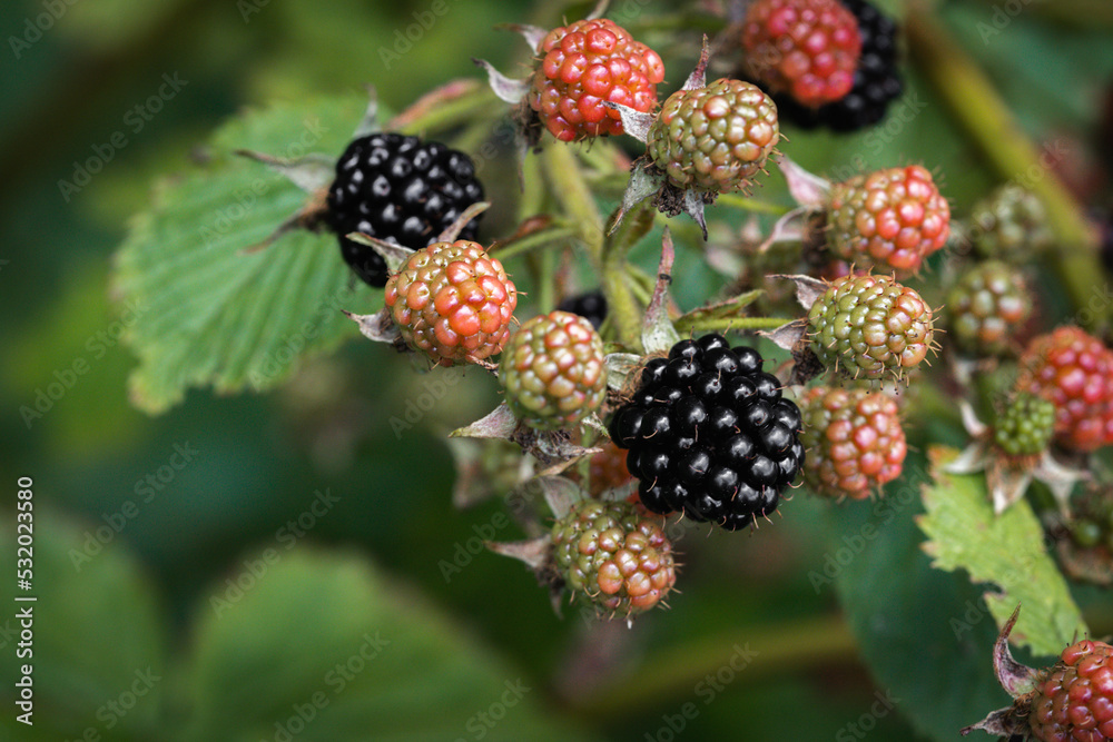 a bunch of ripening blackberries on a branch a bunch of ripening blackberries on a branch
