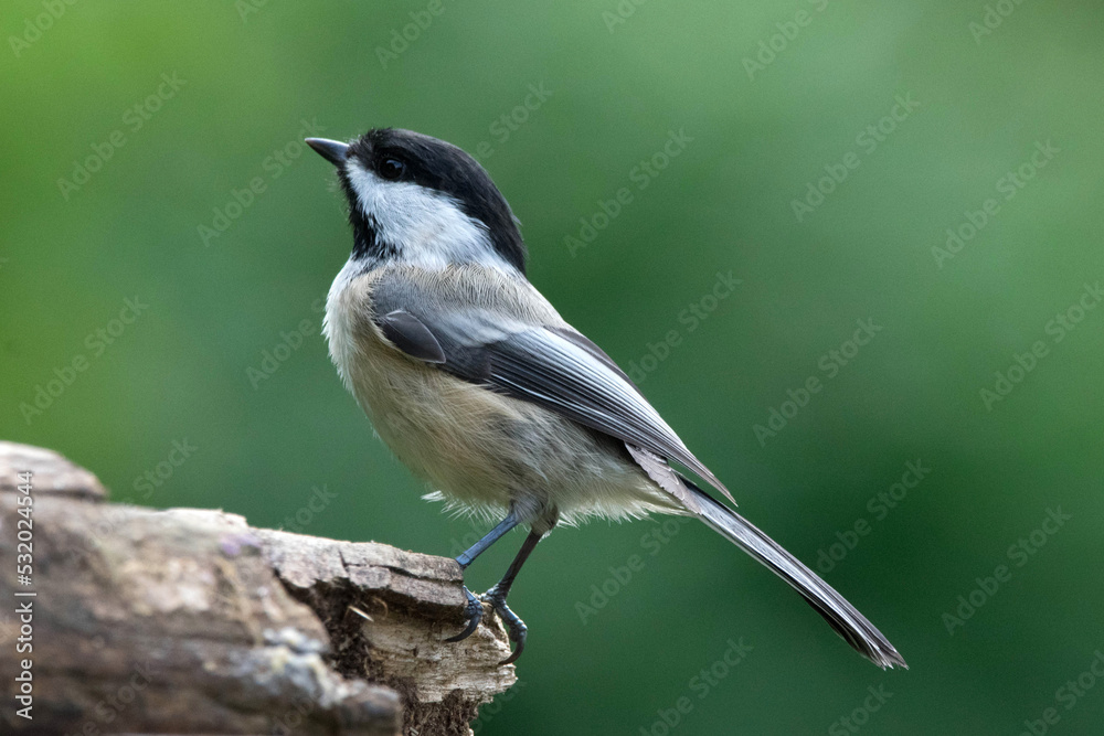 Obraz premium Black-Capped Chickadee, closeup, profile,