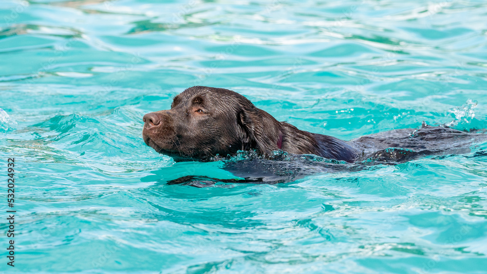 Fototapeta premium brown labrador swimming in pool
