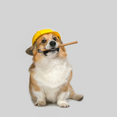 cute corgi dog in a yellow construction helmet holds a hammer in his teeth