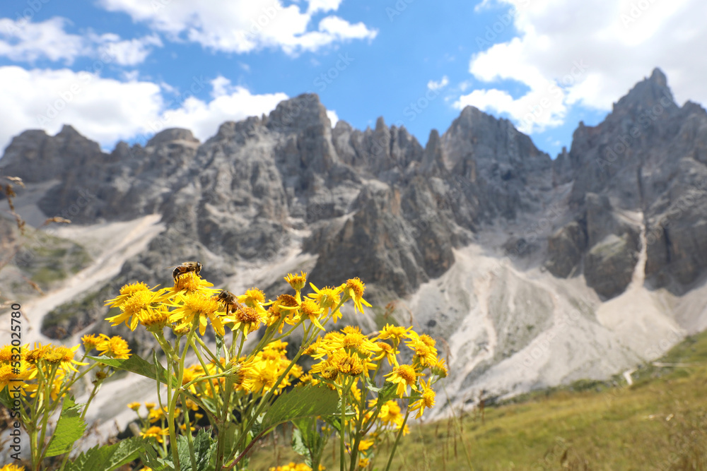 Yellow flowers of Arnica Montana and the Dolomites mountains in the European Alps in Italy
