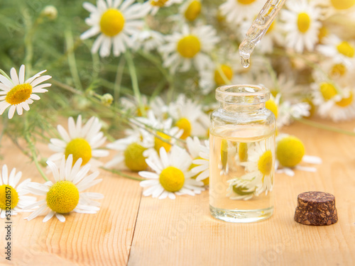 Essential oil in a glass bottle with fresh chamomile flowers. spa concept. chamomile flowers oil on a wooden table