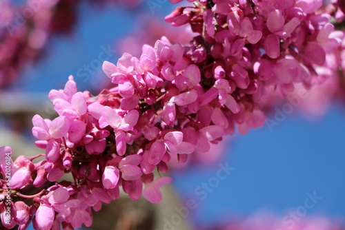Pink flowers of Cercis siliquastrum in spring, Italy photo
