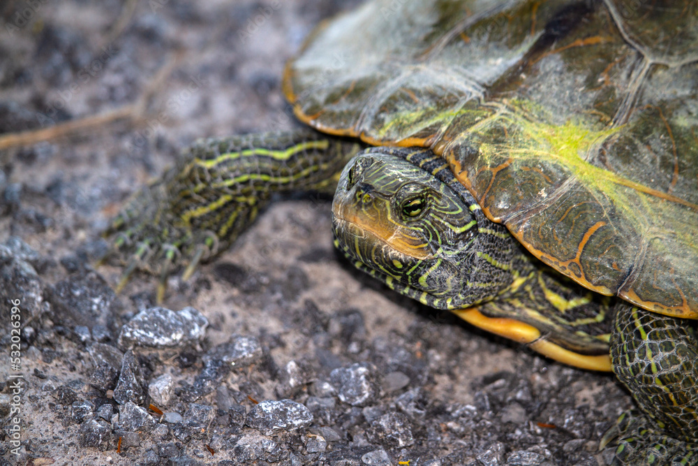 This Blandings turtle is on the endangered species list, as are all of our turtles in Canada
This Blandings turtle is on the endangered species list, as are all of our turtles in Canada