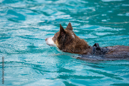 border collie dog swimming in pool © LDC