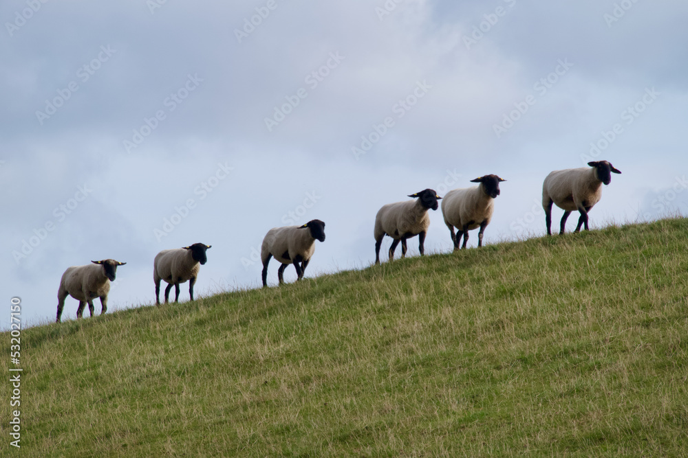 schafe in der herde