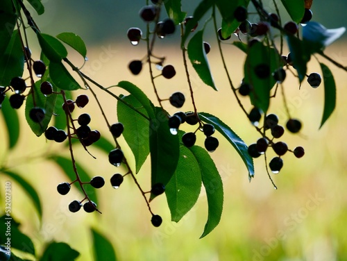 Wilde Beeren