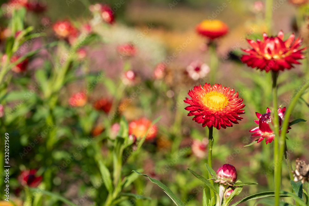 Bright orange Xerochrysum Bracteatum Scarlet flowers, photographed in early autumn with a macro lens at RHS Wisley garden near Woking in Surrey UK. Bright orange Xerochrysum Bracteatum Scarlet flowers, photographed in early autumn with a macro lens at RHS Wisley garden near Woking in Surrey UK.