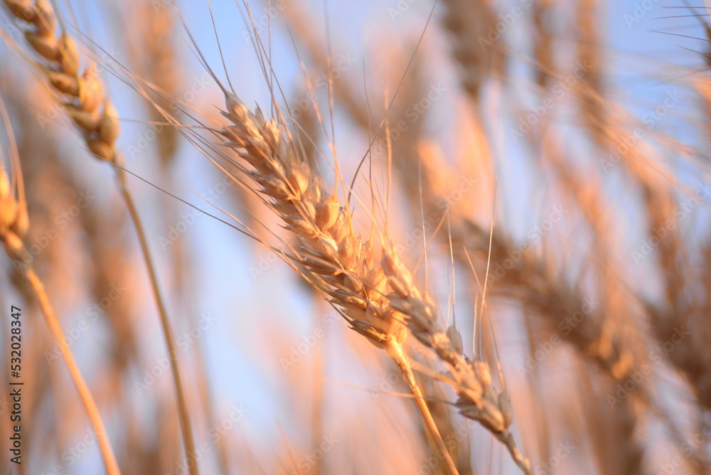 ripe spikelet of wheat with ripe grains for yellow close - up, brown flour against the blue sky, wheat field, spikelets of wheat on the bread field, grain fields, blue sky, nature flag of Ukraine