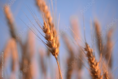 background of autumn yellow green leaves in autumn red maple leaves on the background of a sunny day  against the blue sky  branches of red maple leaves  gold field  background wheat