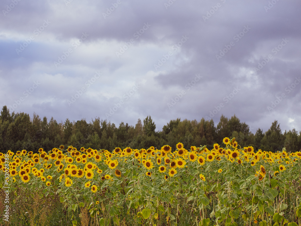 Common sunflower (Helianthus annuus) field, farming concept, sunflower seeds