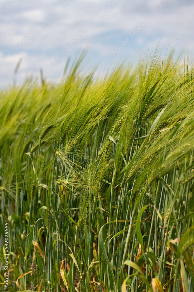 Wheat ear in the agricultural field, wheat field green tall ear swaying in the wind