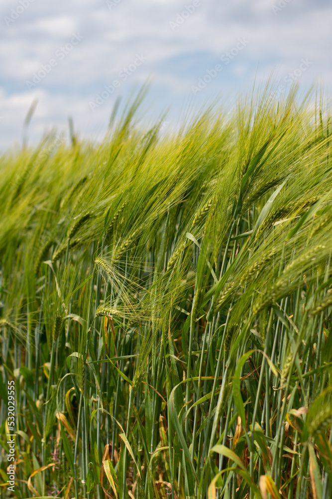 Wheat ear in the agricultural field, wheat field green tall ear swaying in the wind Wheat ear in the agricultural field, wheat field green tall ear swaying in the wind